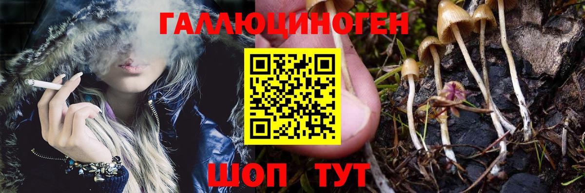 Псилоцибиновые грибы Cubensis Новосибирск